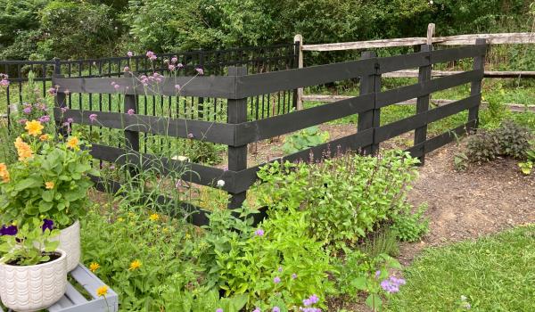 painted black fence for the fruit garden