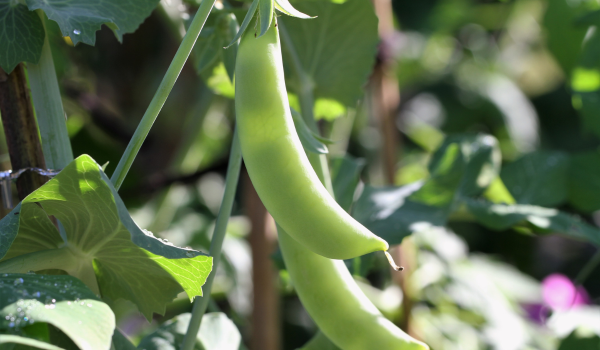 sugar snap pea seeds to grow in July